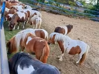 公马, Horses — 照片 4