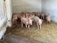 Мегежін — 1-сурет