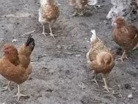gallina danesa — foto 8