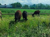 Kobyła, Konie — zdjęcie 4