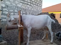 عنزة, Saanen goat — الصورة 1