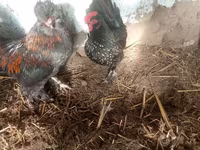 japán bantam — 8. fotó
