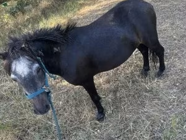 Конь, Лошади