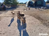 Juh, Cameroon sheep — 2. fotó