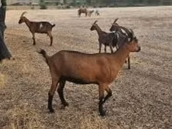 母山羊, Alpine goat