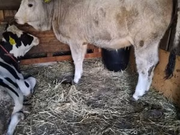 Tehén, Simmental cattle