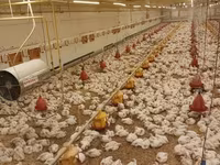 Chickens — फ़ोटो 7