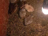 Chickens — Foto 3
