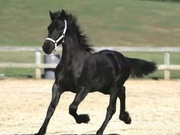 Hing, Friesian