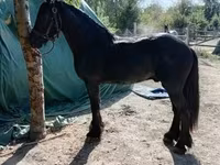 Hing, Friesian — 5. fotó