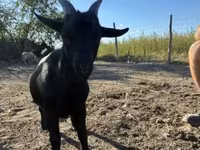 Bak, Dutch Landrace goats — 1. fotó