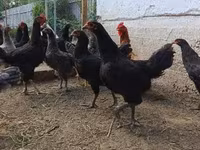 Chickens — 1. fotó