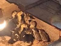 Ducks — photo 2