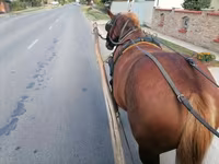 母马, Hungarian horse breed — 照片 4