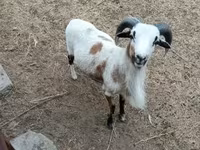 母羊, Cameroon sheep — 照片 2