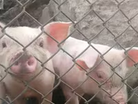 Sow, Pigs — photo 2