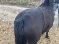 母马, Horses — 照片 6