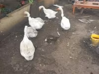 Geese — zdjęcie 1