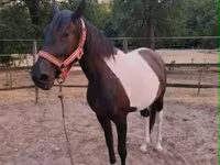 Kanca, Appaloosa — 3. fotó