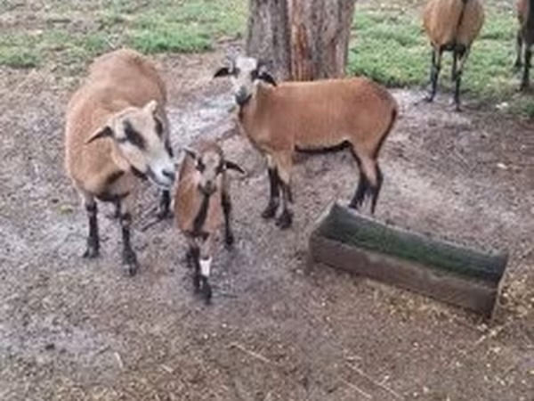 Kos, Cameroon sheep — Magyarország
