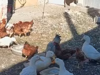 Chickens — 7-сурет