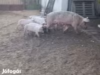 خنازير (دفعة، الجنس غير محدد), Крупная белая — الصورة 1
