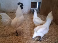गा नोई — फ़ोटो 1