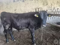 Bika, Red Estonian cattle — 5. fotó