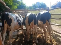 Bull, Holstein breed — photo 4