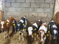Бұқа, Simmental cattle — 3-сурет