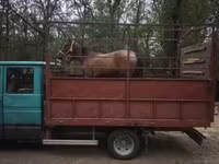 Yegua, Caballos — foto 4