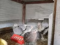Quails — photo 4