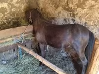 Cheval, Chevaux — photo 4