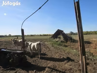 Bika, Charolais cattle — 4. fotó