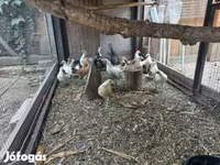 Dutch Bantam — photo 5