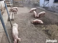 Säue, Schweine — Foto 3