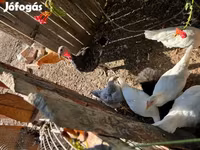 Silkie — 1. fotó
