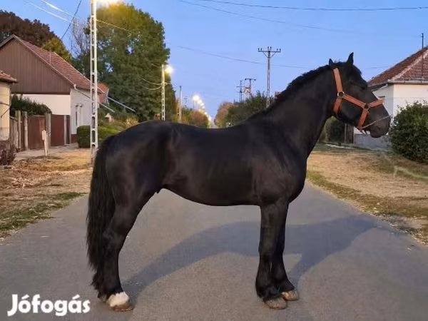 Horse (M), Friesian