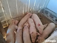 मादा सूअर, Крупная белая — फ़ोटो 6
