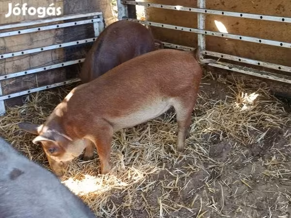 Sow,  — Hungary