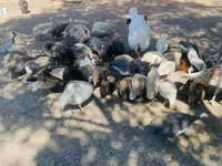 Guinea fowl — foto 1