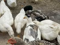 American Pekin — photo 2
