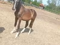 घोड़ा, Lipizzaner — फ़ोटो 3