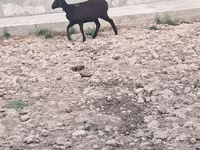 Owca, Owce — zdjęcie 1