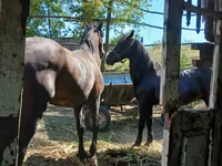 Cavalo, Cavalos — foto 4