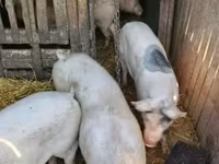 Pigs (batch, sex not specified), Крупная белая — photo 3