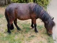Hing, Shetland Pony — 4. fotó