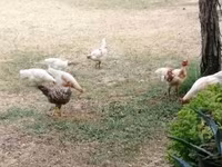 Chickens — Foto 1