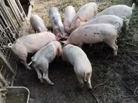 Pigs (batch, sex not specified), Pigs — photo 1