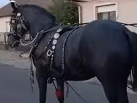 母马, Horses — 照片 5